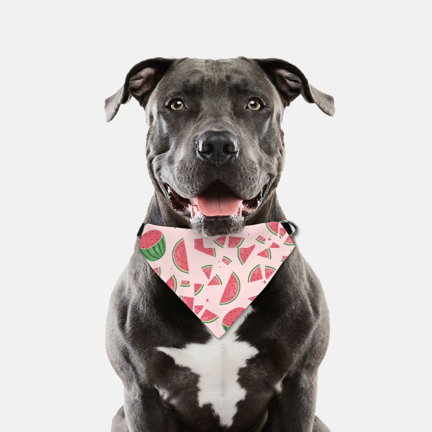 Bandana Collar - Summer Watermelon