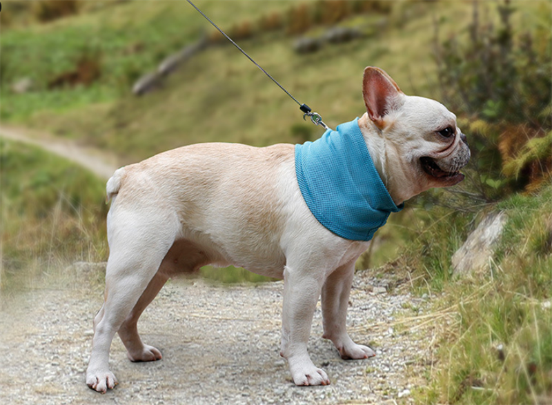 Dog Instant Cooling Bandana