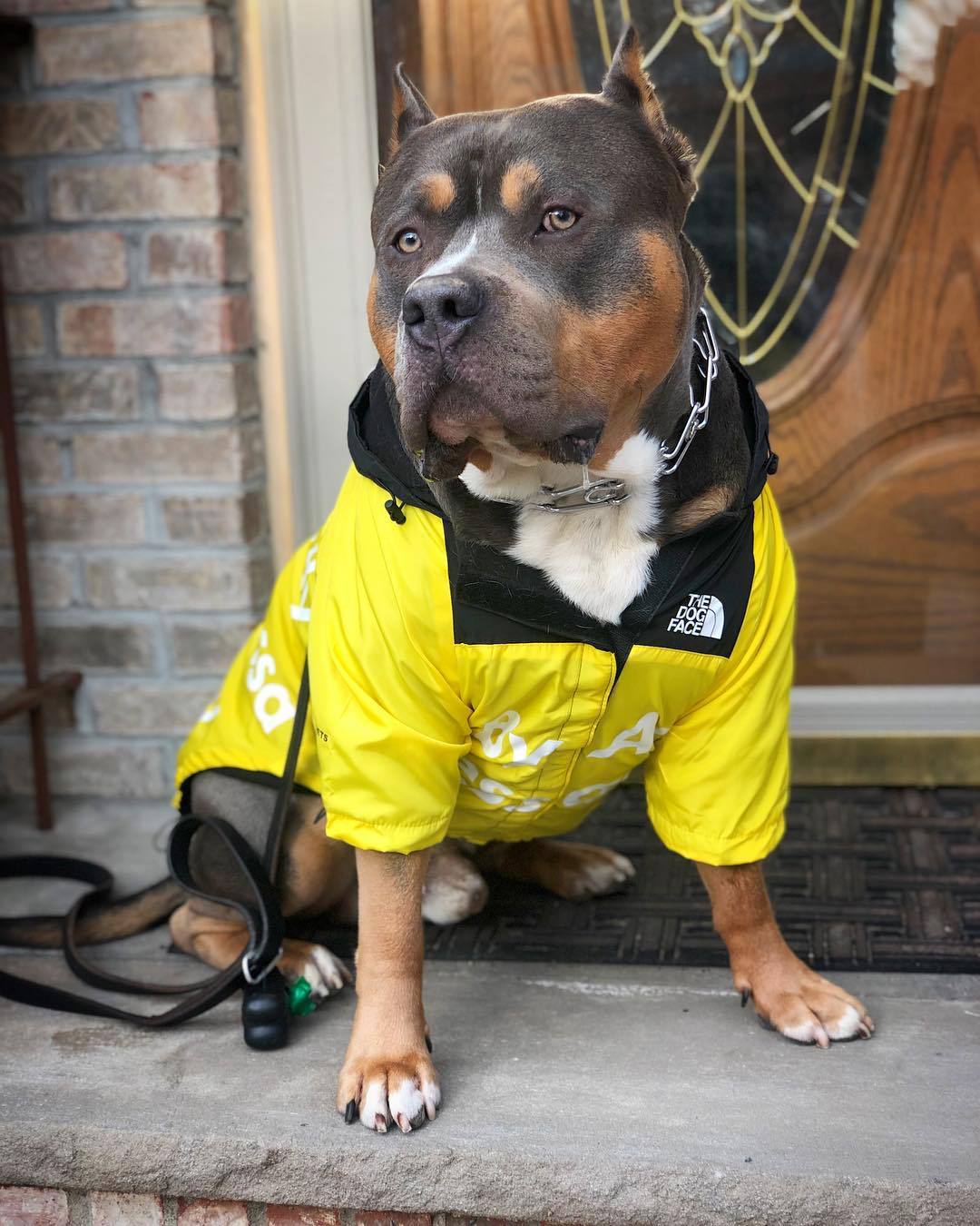 Pupreme Storm Suit