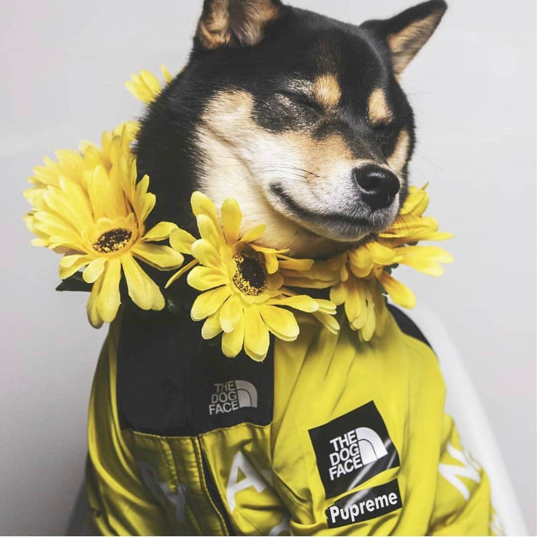 Pupreme Storm Suit
