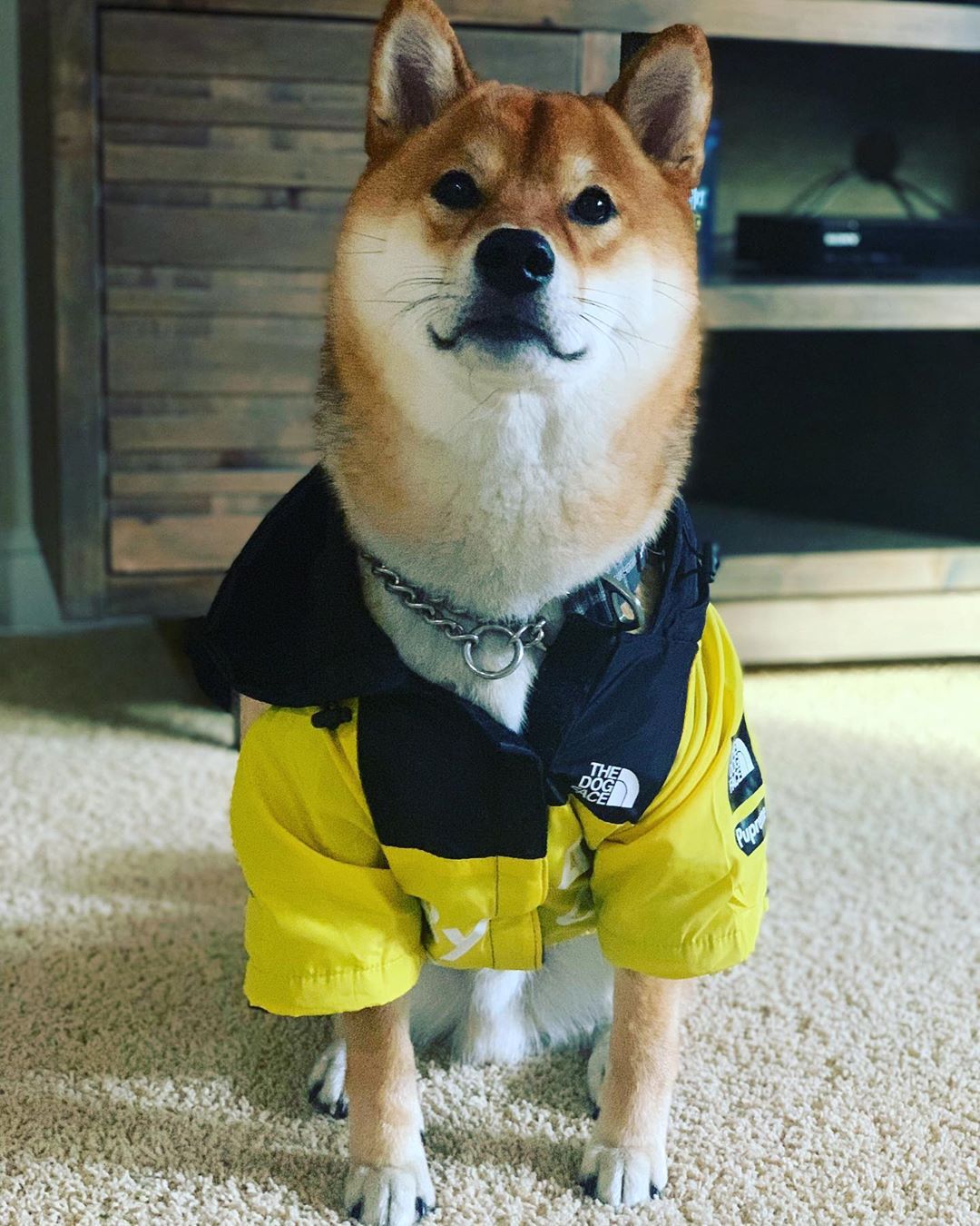Pupreme Storm Suit