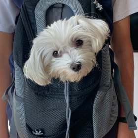 Pet Backpack for Smaller Dogs