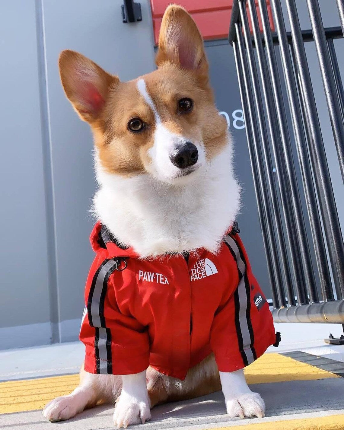 Pupreme Storm Suit