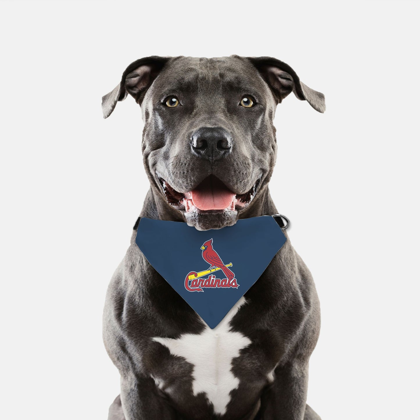 Bandana Collar - St. Louis Cardinals